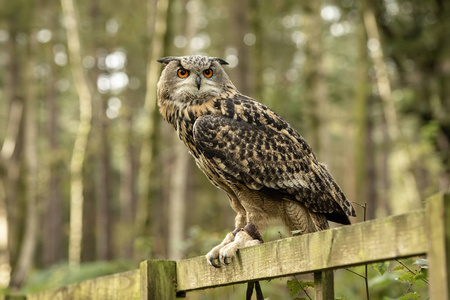 uk, sherwood forrest, 诺丁汉郡猛禽的 prey 事件欧和伊鹰猫头鹰, 坐在森林的围栏上