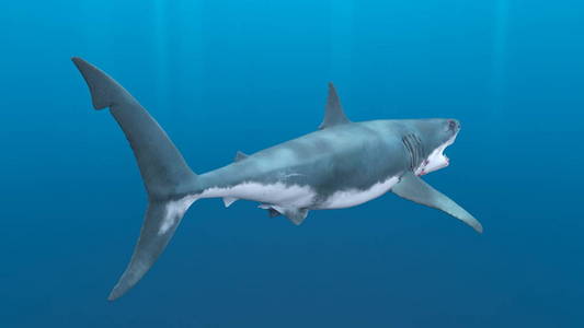 3d 鲨鱼的 cg 渲染