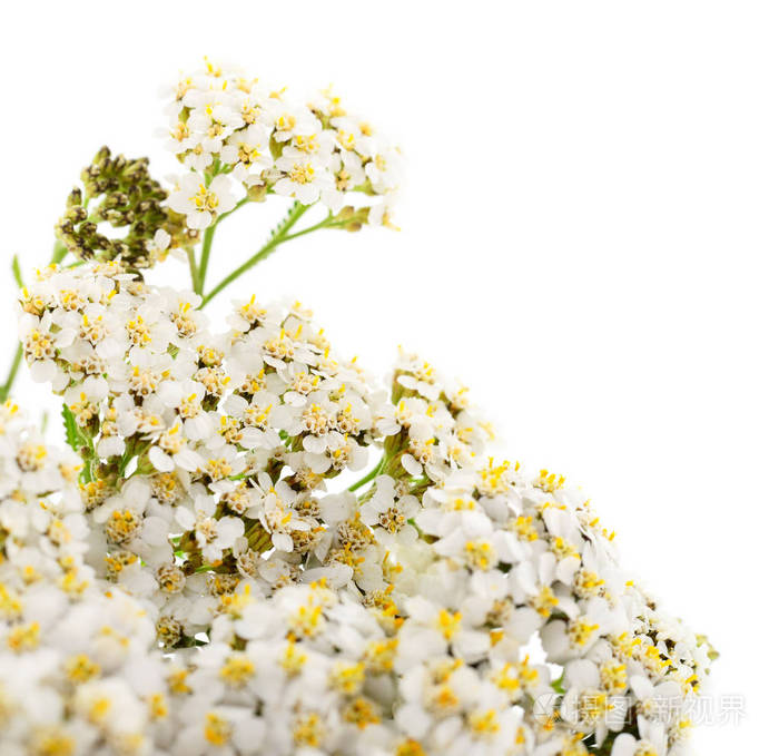 在白色背景查出的 yarrow 花 achillea millefolium