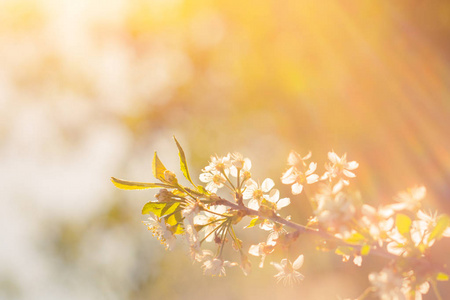 美丽的樱花 抽象的自然背景 精美的艺术照片春天时间季节 苹果盛开在阳光灿烂的日子 花饰壁纸 软焦点 小小的白花树的树枝上照片 正版商用图片0ttar0 摄图新视界