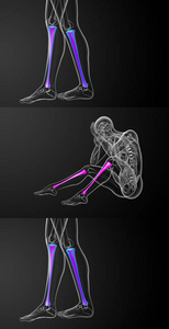 3d 渲染医学插图的胫骨骨