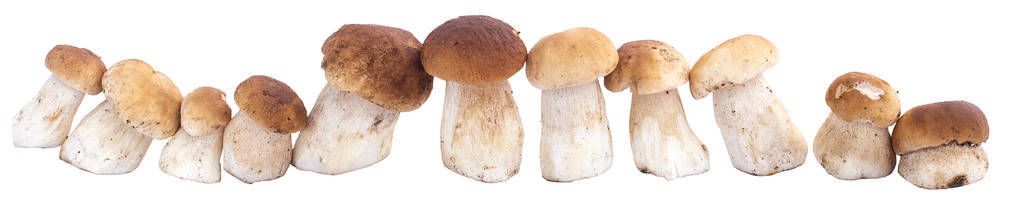 蘑菇, 虫草, 秋天, 白蘑菇