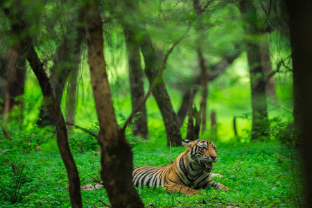 科贝特老虎保护区图片