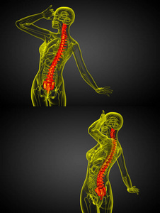 人体的脊柱三维渲染医疗图图片