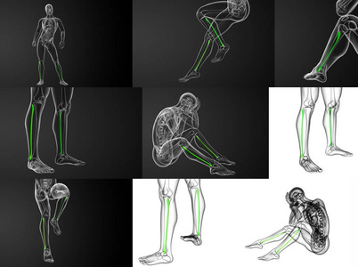 腓骨骨三维渲染图
