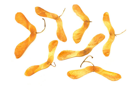 枫树种子耳环. 枫叶吊坠. 自然栖息地. 秋天.