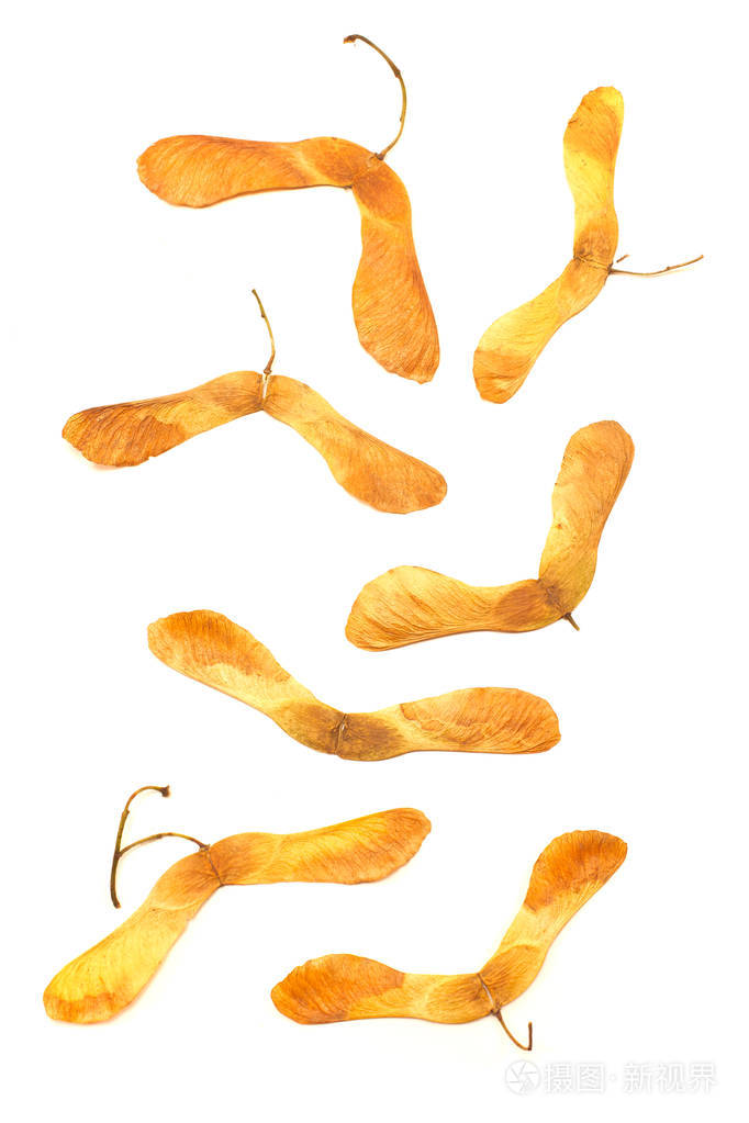 孤立的白色背景上的枫叶树种子