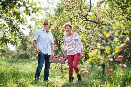 秋天在果园里装满苹果的老夫妇