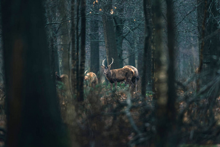 群在森林里的红鹿图片