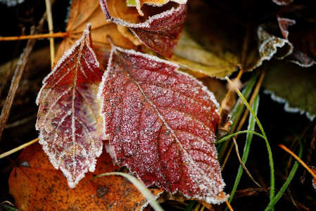 冷冻秋天自然关闭颜色满红色, 绿色, 黄色的叶子