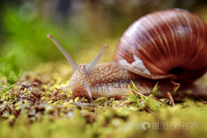 螺旋体形也罗马蜗牛 勃艮第蜗牛 食用蜗牛或蜗牛，是一种大型的 可食用的 呼吸空气土地螺，陆生的慢性腹足纲软体动物中家庭 
