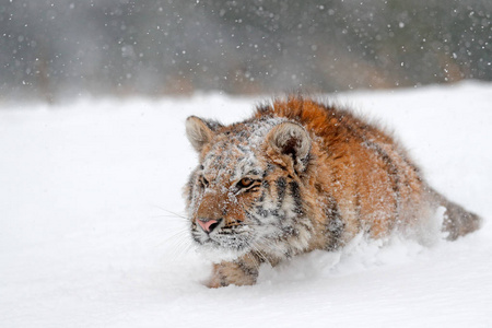 西伯利亚虎在雪林图片