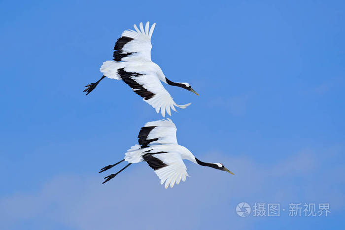 飞行白色丹顶鹤