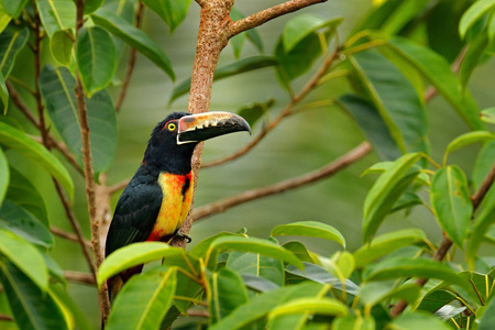 领的 Aracari 鸟