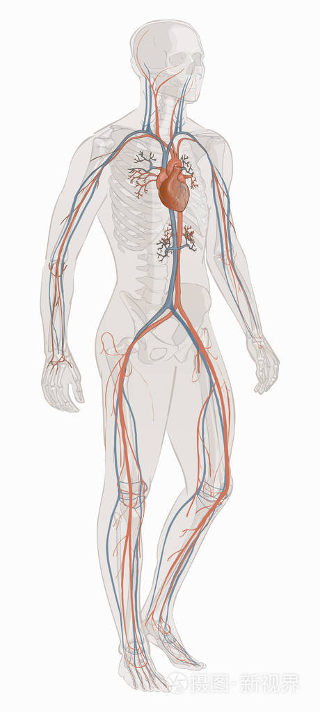 循环的血管系统矢量