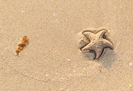 夏季背景藻类和海星在沙滩上的印记。在白色的沙滩上画的海星