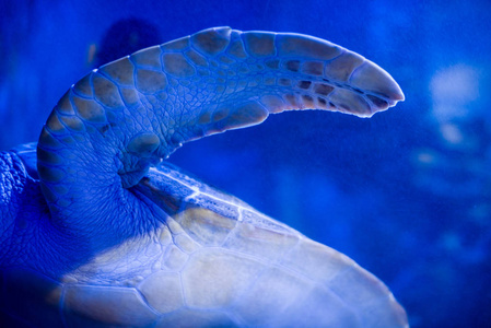 海底世界鱼水族馆图片