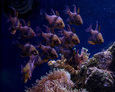 海底世界鱼水族馆