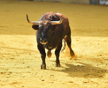 斗牛在西班牙与公牛