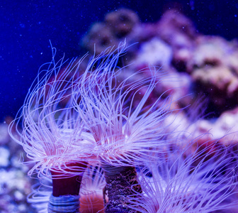 海底世界鱼水族馆图片
