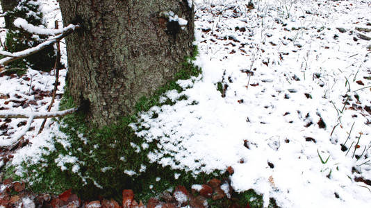 森林中的第一场雪冬天绿草背景树白色雪