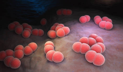 脑膜炎球菌图片