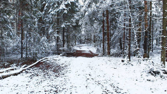 冬季森林路红叶绿色树白雪美丽的自然美景