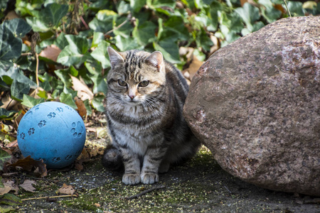 小猫独自坐在外面等妈妈