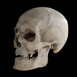 解剖真实的人类头骨特写镜头角度视图四分之三。隔离在黑色背景和剪辑路径上