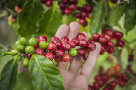 咖啡豆在泰国北部的树上成熟.人看新鲜咖啡豆的裁剪视图照片