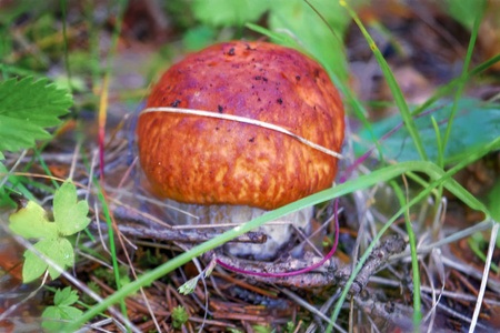 彭尼面包真菌 boletus edulis