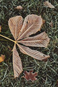 美丽的倒下的栗树叶子覆盖着霜冻躺在冰冻的草地上