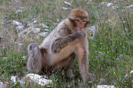 年轻的巴巴里猿, 猕猴西尔瓦尼, 阿特拉斯山, 摩洛哥