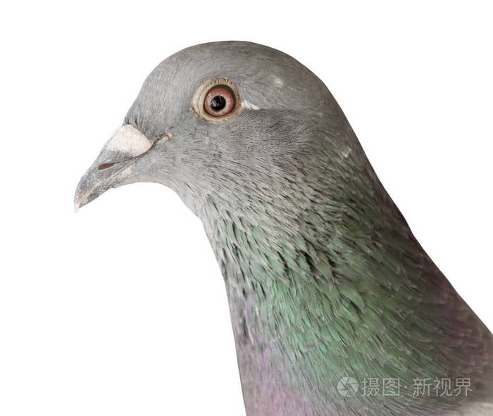 鸽鸟头部特写隔离白色背景