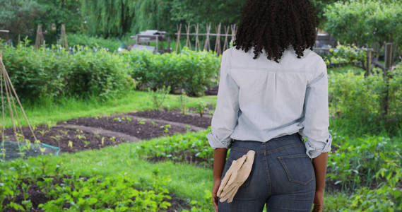黑人妇女园丁的后方看法看菜园