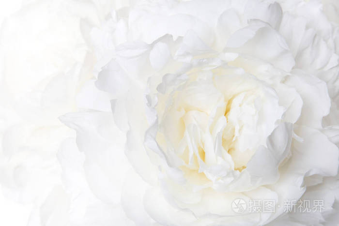 花卉壁纸白色牡丹宏