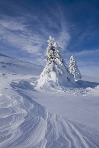 冬季景观与雪杉树