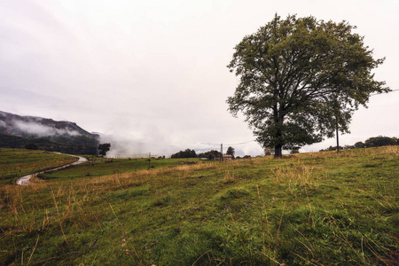 孤独的树在牧场的草地上, 你还能看到一条小路和山的背景下被雾覆盖。天空多云, 呈铅灰色