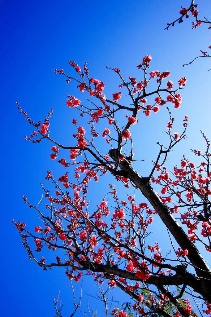 美丽绽放的梅树花