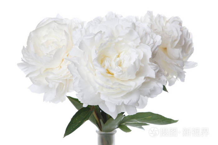 一束白牡丹