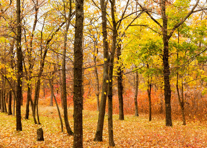 五颜六色的明亮的秋天森林。秋天树叶落在地上。秋天的森林风景与温暖的颜色和小径覆盖在叶子进入场景。一条小径进入树林, 展示令人惊叹