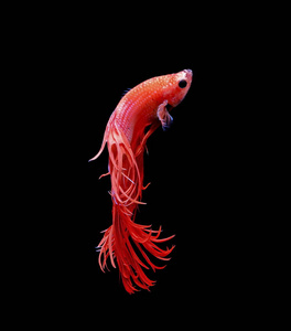 暹罗斗鱼, 红鱼, 黑底 Betta 芨芨草, Betta 鱼, 半月湾 Betta