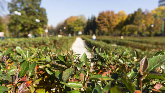 公园里新鲜的绿色灌木叶子。绿色迷宫特写的常绿灌木黄木在自然界中。模糊背景