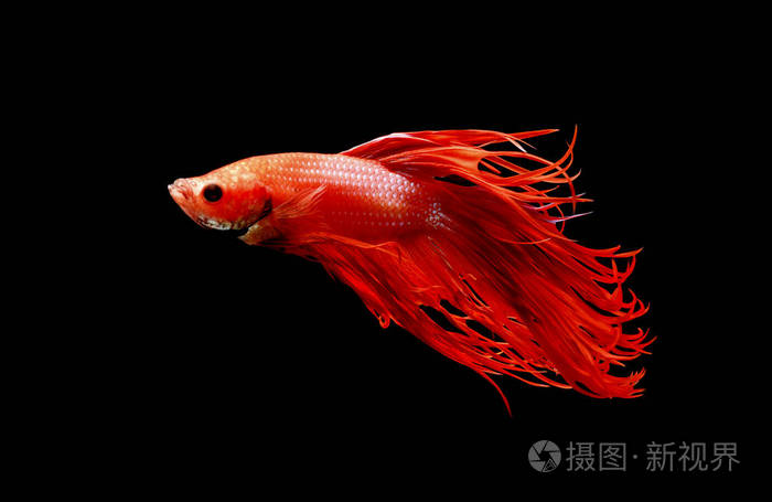 暹罗斗鱼红鱼黑底betta芨芨草betta鱼半月湾betta