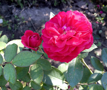 玫瑰花雌蕊的图片图片