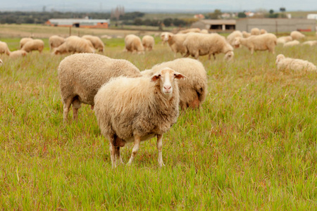 在草地上吃草的羊