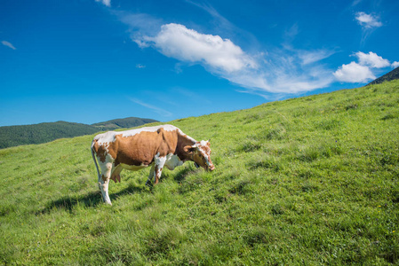牛在牧场里山。夏日阳光谷点燃