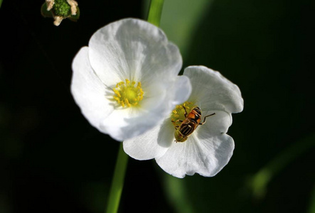 Hoverflies, 有时叫花蝇, 或 syrphid 蝇, 组成昆虫科 Syrphidae