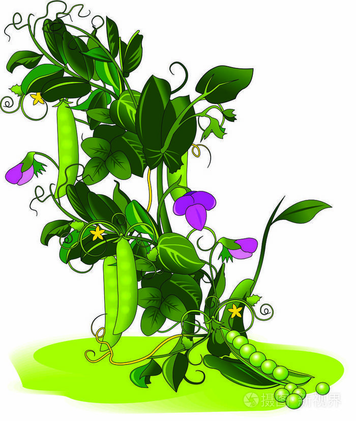 在地面上的绿豌豆插画-正版商用图片0tu43g-摄图新视界