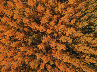 秋天美丽森林鸟图, 从无人机角度看印度夏季风光